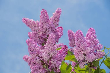 Mavi gökyüzünün önündeki pembe leylak çiçekleri, kayalık tepelerde yetişen Balkan Yarımadası 'na özgü Oleaceae zeytin familyasına ait çiçek açan bir bitki türüdür.