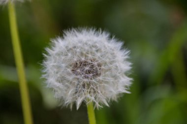 Çayırdaki beyaz karahindiba çiçeği, Asteraceae familyasından yaygın olarak karahindiba olarak bilinen bir bitki cinsidir..