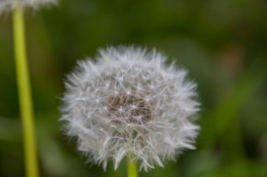 Çayırdaki beyaz karahindiba çiçeği, Asteraceae familyasından yaygın olarak karahindiba olarak bilinen bir bitki cinsidir..
