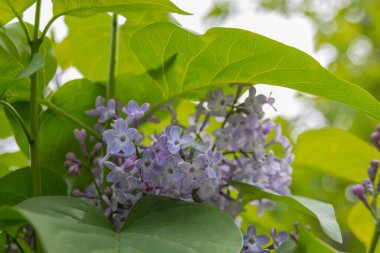 Beyaz ve mor leylak çiçekleri.