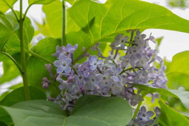Beyaz ve mor leylak çiçekleri.