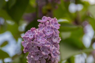 Beyaz ve mor leylak çiçekleri.
