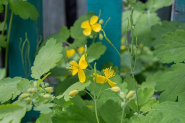 Eski çitlerin önündeki Chelidonium çiçeği. Chelidonium majus, Chelidonium familyasından bir bitki türü olup, Chelidonium cinsindeki tek bitki türüdür. Avrupa ve Batı 'ya özgüdür.