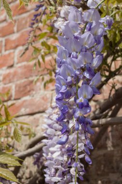 Wisteria, Doğu Amerika Birleşik Devletleri, Çin, Kore ve Japonya 'ya özgü on tür odunsu tırmanma tohumu içeren bezelye familyasından bir bitki cinsidir. Bazı türler popüler süs bitkileridir..