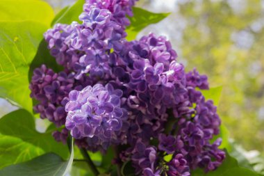 Mor leylak çiçekleri şırınga vulgaris, Balkan Yarımadası 'nda yetişen Oleaceae familyasına ait bir çiçek türü.