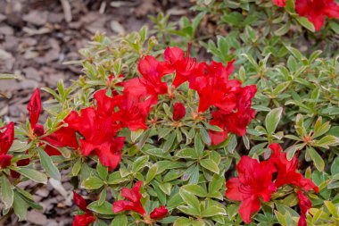 Çiçek tarlasında kırmızı bahar çiçekleri