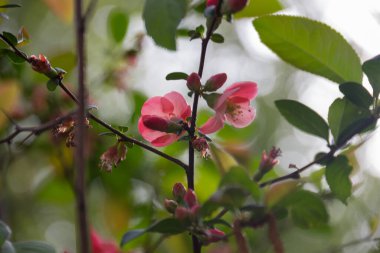 Parkta açan kırmızı bahar çiçekleri