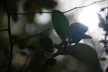 Parkta açan kırmızı bahar çiçekleri