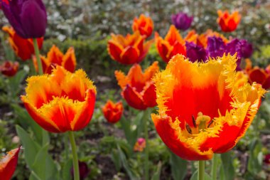 Parktaki kırmızı ve sarı laleler. Lale, zambak familyasından Avrasya ve Kuzey Afrika 'da yetişen bir bitki cinsidir. Gösterişli çiçekleri olan otçul bir bitkidir ve şu anda yaklaşık 75 vahşi türü kabul edilmektedir..