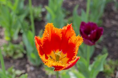 Parktaki kırmızı ve sarı laleler. Lale, zambak familyasından Avrasya ve Kuzey Afrika 'da yetişen bir bitki cinsidir. Gösterişli çiçekleri olan otçul bir bitkidir ve şu anda yaklaşık 75 vahşi türü kabul edilmektedir..