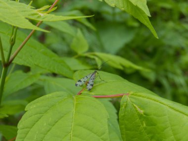 Ormandaki yaprağın üzerindeki böcek. Pachynematus montanus.