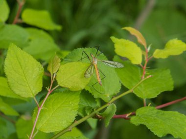 Turna ormanda yaprağın üzerinde uçuyor. Turna sineği, Tipulidae familyasından Tipulidae familyasının herhangi bir üyesine atıfta bulunan yaygın bir isimdir..