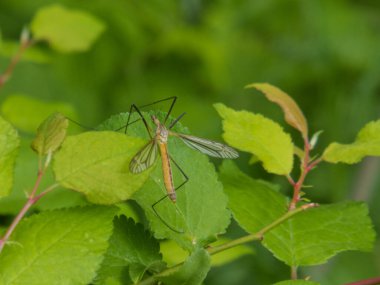Turna ormanda yaprağın üzerinde uçuyor. Turna sineği, Tipulidae familyasından Tipulidae familyasının herhangi bir üyesine atıfta bulunan yaygın bir isimdir..
