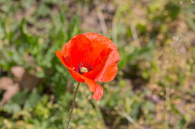 Parkta papaver çiçeği. Papaver, Avrasya, Afrika ve Kuzey Amerika 'nın ılıman ve soğuk bölgelerine özgü soğuğa dayanıklı bir yıllık, bienallerdir..