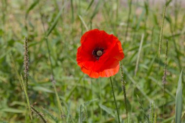 Parkta papaver çiçeği. Papaver, Avrasya, Afrika ve Kuzey Amerika 'nın ılıman ve soğuk bölgelerine özgü soğuğa dayanıklı bir yıllık, bienallerdir..