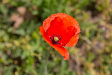 Parkta papaver çiçeği. Papaver, Avrasya, Afrika ve Kuzey Amerika 'nın ılıman ve soğuk bölgelerine özgü soğuğa dayanıklı bir yıllık, bienallerdir..