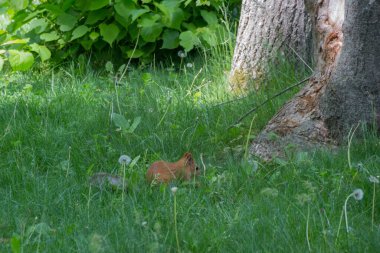Parktaki karahindiba otlağında sincap. Sciurus cinsi, Kuzey Amerika, Avrupa, Orta Asya, Orta Amerika ve Güney Amerika 'daki yaygın, çalı kuyruklu sincapların çoğunu içerir..