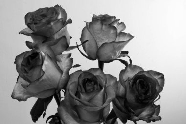Açık arkaplanda siyah ve beyaz gül çiçekleri. Gül, gülgiller (Rosaceae) familyasından, Rosa cinsinin uzun ömürlü bir çiçeğidir..
