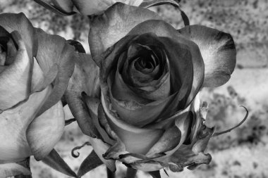 Açık arkaplanda siyah ve beyaz gül çiçekleri. Gül, gülgiller (Rosaceae) familyasından, Rosa cinsinin uzun ömürlü bir çiçeğidir..