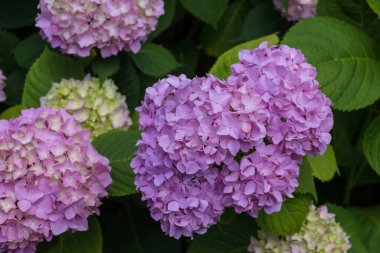 Mor ortanca çiçekleri. Ortanca (