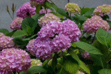 Mor ortanca çiçekleri. Ortanca (