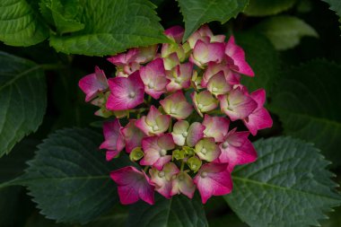 Pembe ortanca çiçekleri. Ortanca (