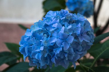 Mavi ortanca çiçekleri. Ortanca (