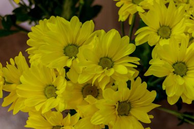 Sarı kasımpatı çiçekleri. Kasımpatılar, bazen anne ya da kasımpatı olarak da adlandırılır, Asteraceae familyasındaki kasımpatı cinsinin çiçek açan bitkileridir..