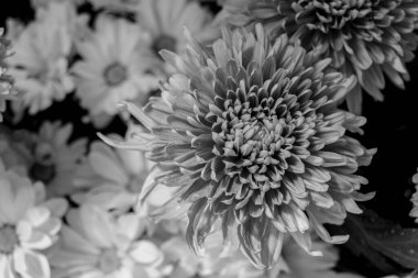 Siyah beyaz paskalya çiçekleri. Aster, Asteraceae familyasından bir bitki cinsidir..