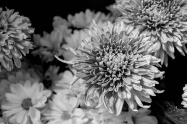 Siyah beyaz paskalya çiçekleri. Aster, Asteraceae familyasından bir bitki cinsidir..