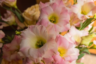 Pembe Eustoma çiçekleri. Bu çiçekler genellikle Lisianthus çiçekleri olarak bilinir..