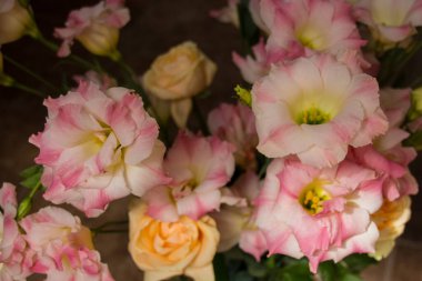 Pembe Eustoma çiçekleri. Bu çiçekler genellikle Lisianthus çiçekleri olarak bilinir..