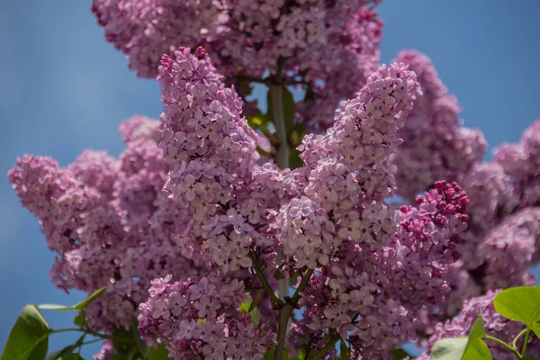 Rosa Lila Blommor Framför Den Blå Himlen Syringa Vulgaris Blomsterväxt — Stockfoto