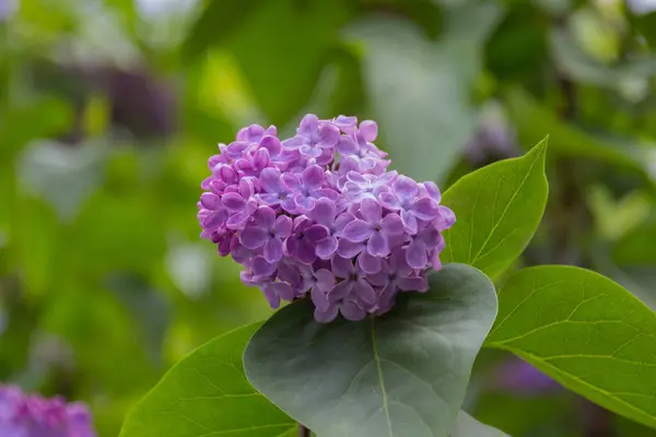 白と紫のライラックの花 — ストック写真