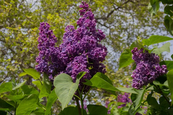 Fioletowe Kwiaty Bzu Syringa Vulgaris Gatunek Rośliny Kwitnącej Rodziny Oliwek — Zdjęcie stockowe