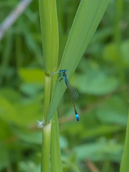 Trollslända Gräset Parken Odonata Ordning Köttätande Insekter Som Omfattar Trollsländor — Stockfoto