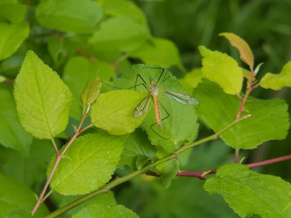クレーンは森の中の葉の上を飛ぶ クレーンフライは昆虫科ティプラ科のどの属を指している一般的な名前で ディプラ科の真のハエティプラ科ティプラ属の真のハエ — ストック写真