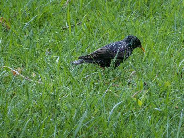 Parktaki Çimlerde Starling — Stok fotoğraf