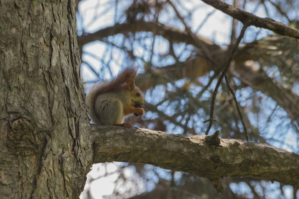 Белка Дереве Парке Род Sciurus Содержит Большинство Наиболее Распространенных Высокорослых — стоковое фото