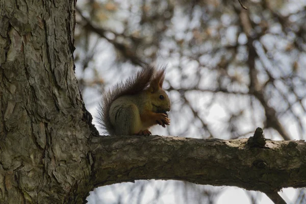 Eichhörnchen Auf Dem Baum Park Die Gattung Sciurus Beherbergt Die — Stockfoto