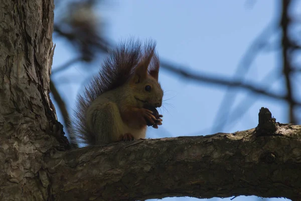 公園の木の上のリス Sciurus属には北アメリカ ヨーロッパ 温帯アジア 中央アメリカ 南アメリカの一般的で茂みのあるリスのほとんどが含まれています — ストック写真