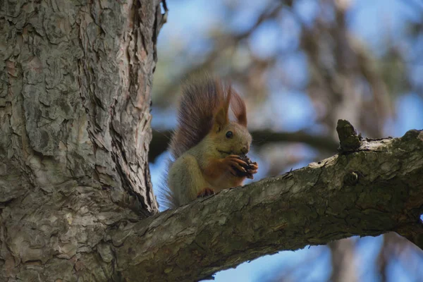 Білка Дереві Парку Рід Sciurus Містить Більшість Поширених Білок Кущами — стокове фото