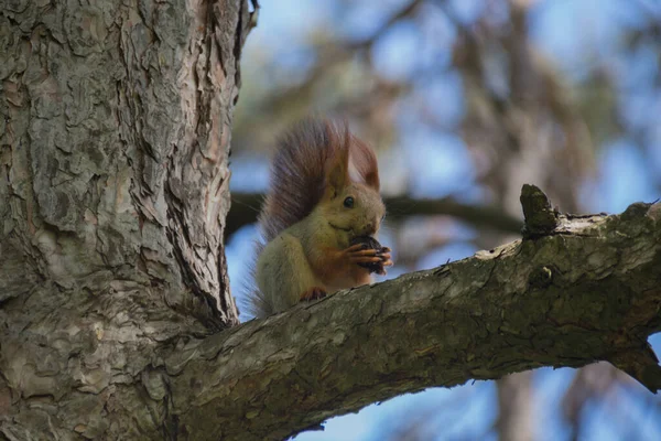 Esquilo Árvore Parque Gênero Sciurus Contém Maioria Dos Esquilos Cauda — Fotografia de Stock