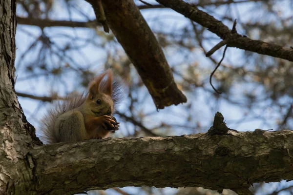 公園の木の上のリス Sciurus属には北アメリカ ヨーロッパ 温帯アジア 中央アメリカ 南アメリカの一般的で茂みのあるリスのほとんどが含まれています — ストック写真