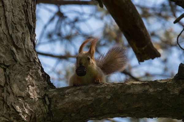 Esquilo Árvore Parque Gênero Sciurus Contém Maioria Dos Esquilos Cauda — Fotografia de Stock