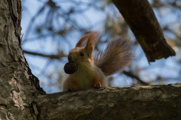 Eichhörnchen Auf Dem Baum Park Die Gattung Sciurus Beherbergt Die — Stockfoto