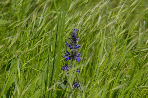 Meadow Green Grass Blue Flower Park — Stock Photo, Image