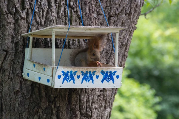 Esquilo Caixa Nidificação Parque Gênero Sciurus Contém Maioria Dos Esquilos — Fotografia de Stock