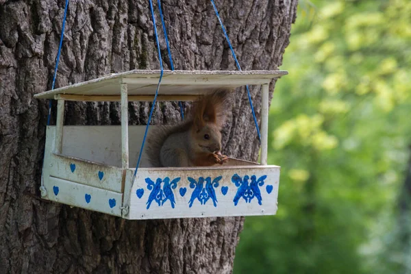 Eichhörnchen Nistkasten Park Die Gattung Sciurus Beherbergt Die Meisten Der — Stockfoto