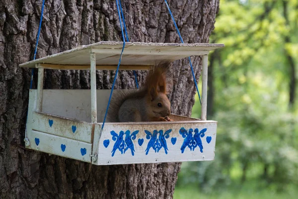 Esquilo Caixa Nidificação Parque Gênero Sciurus Contém Maioria Dos Esquilos — Fotografia de Stock